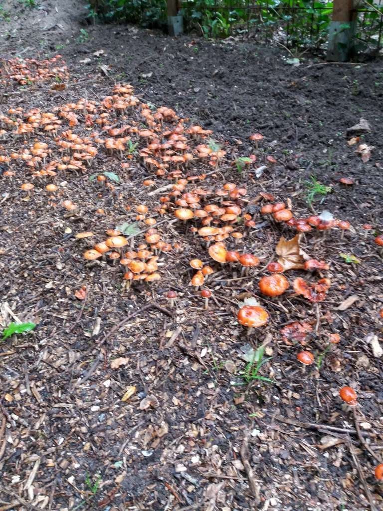 Herfst-1