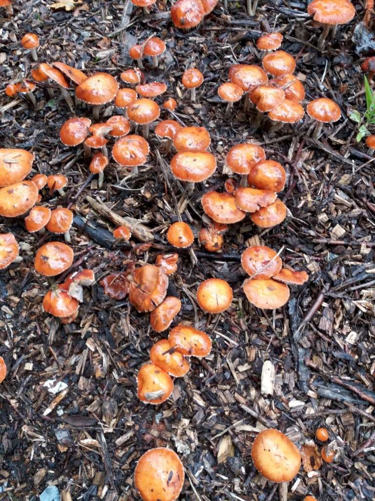 Herfst-2