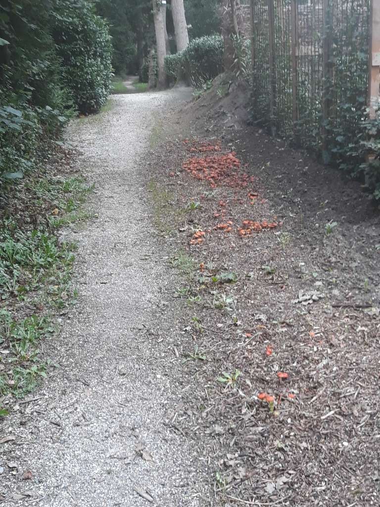 Herfst-3