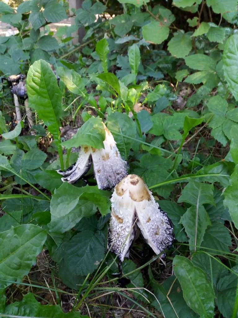 Herfst-4
