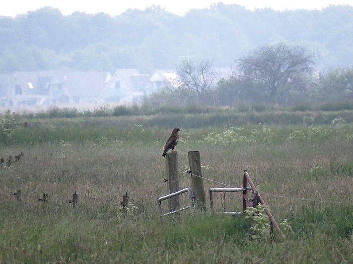 Natuur-omgeving-Zuidlaren-003