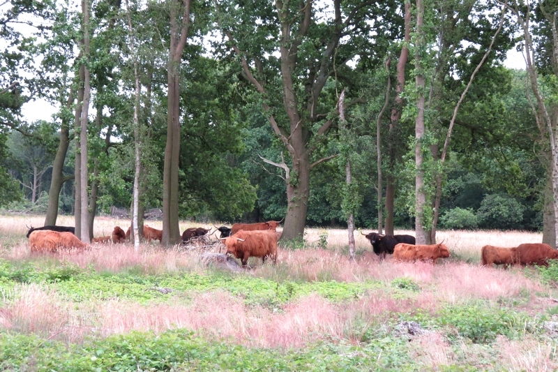 Natuur-omgeving-Zuidlaren-013