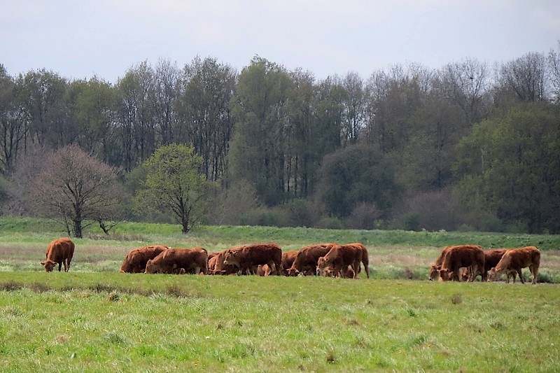 Natuur-omgeving-Zuidlaren-020