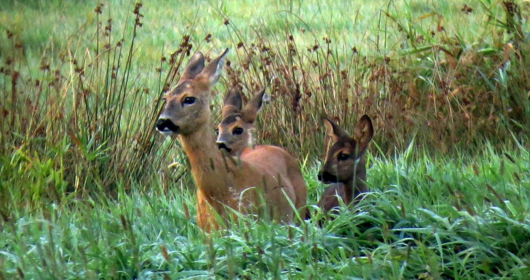 Natuur-omgeving-Zuidlaren001