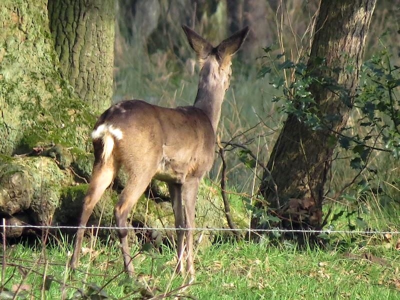 Natuur-omgeving-Zuidlaren002