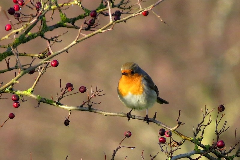 Natuur-omgeving-Zuidlaren005