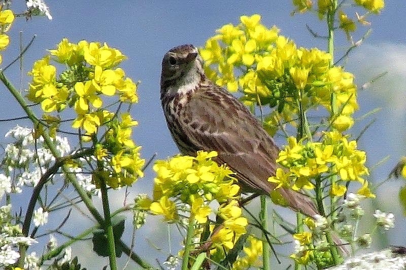 Natuur-omgeving-Zuidlaren007