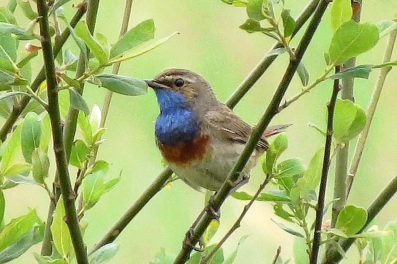 Natuur-omgeving-Zuidlaren008