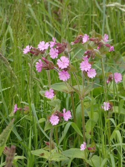 Dagkoekoeksbloem