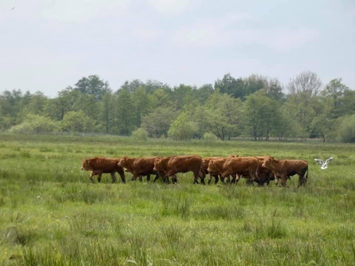Oostpolder